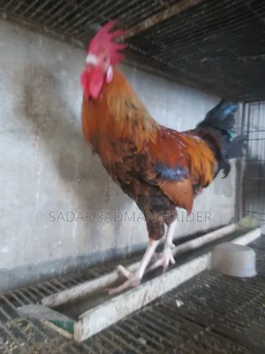 দেশি মোরগ বিক্রি হবে