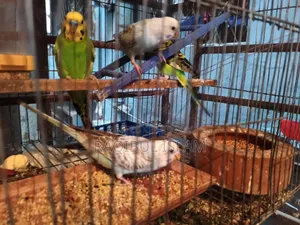 Budgerigar Sell