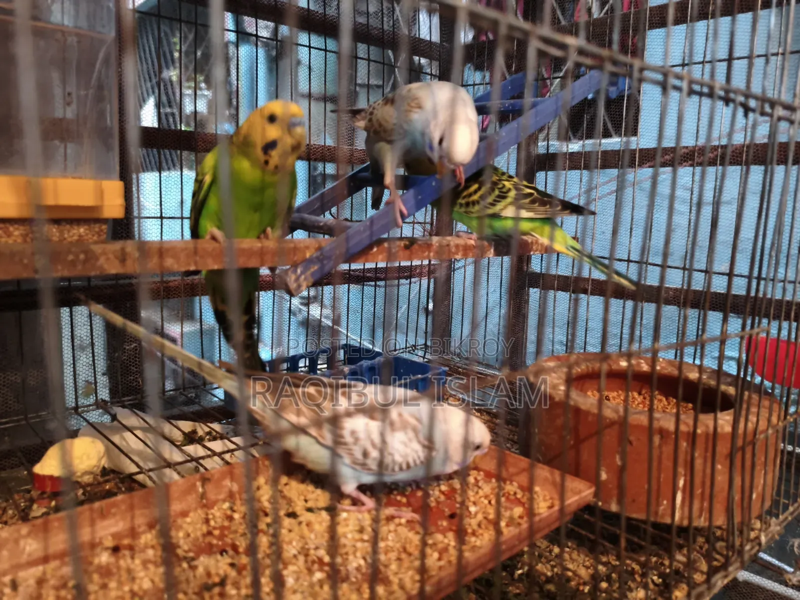 Budgerigar Sell