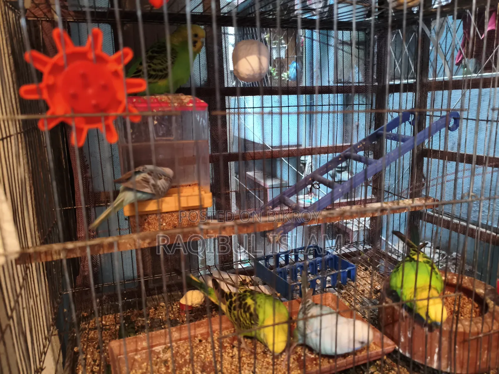 Budgerigar Sell