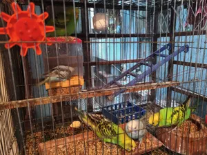 Budgerigar Sell