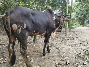 দেখতে খুব সুন্দর চার দাতের গরু। যার ভালো লাগে দেখে নিতে পারেন