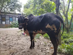 দেখতে খুব সুন্দর চার দাতের গরু। যার ভালো লাগে দেখে নিতে পারেন