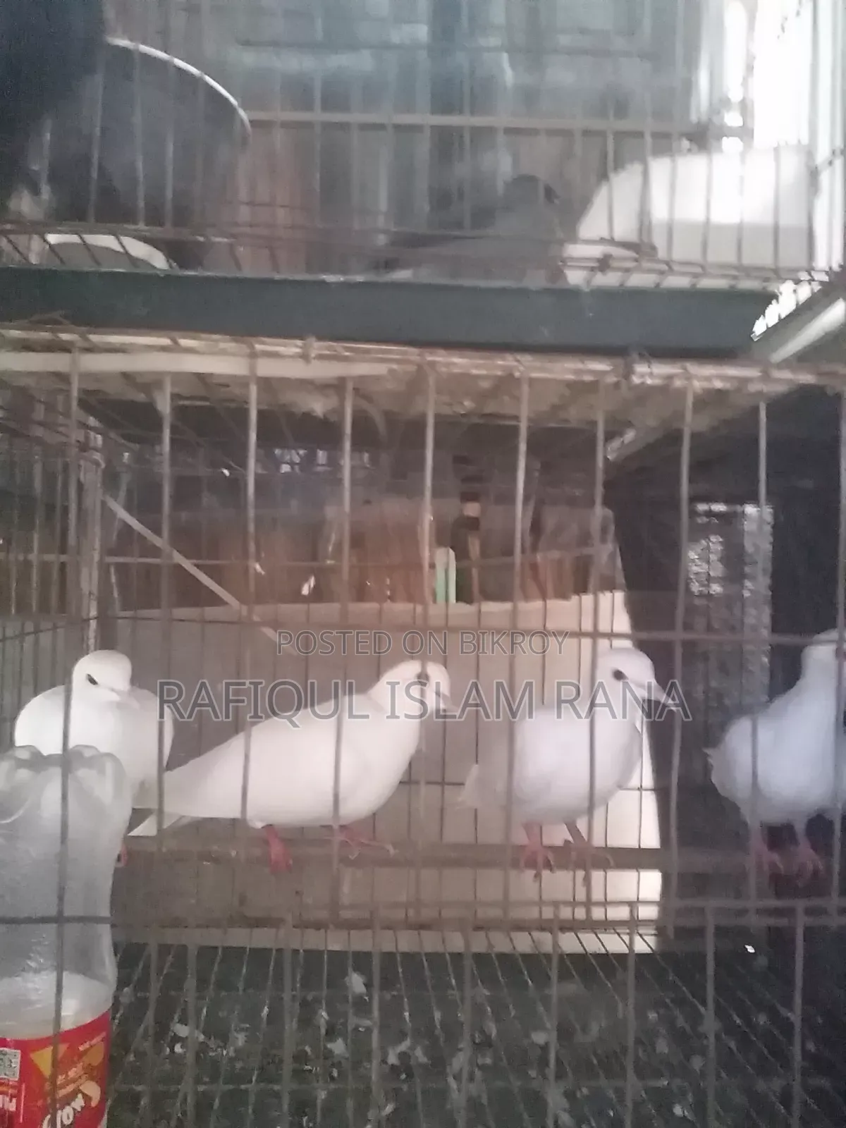 অস্ট্রেলিয়ান ঘুঘু মাস্টার পেয়ার