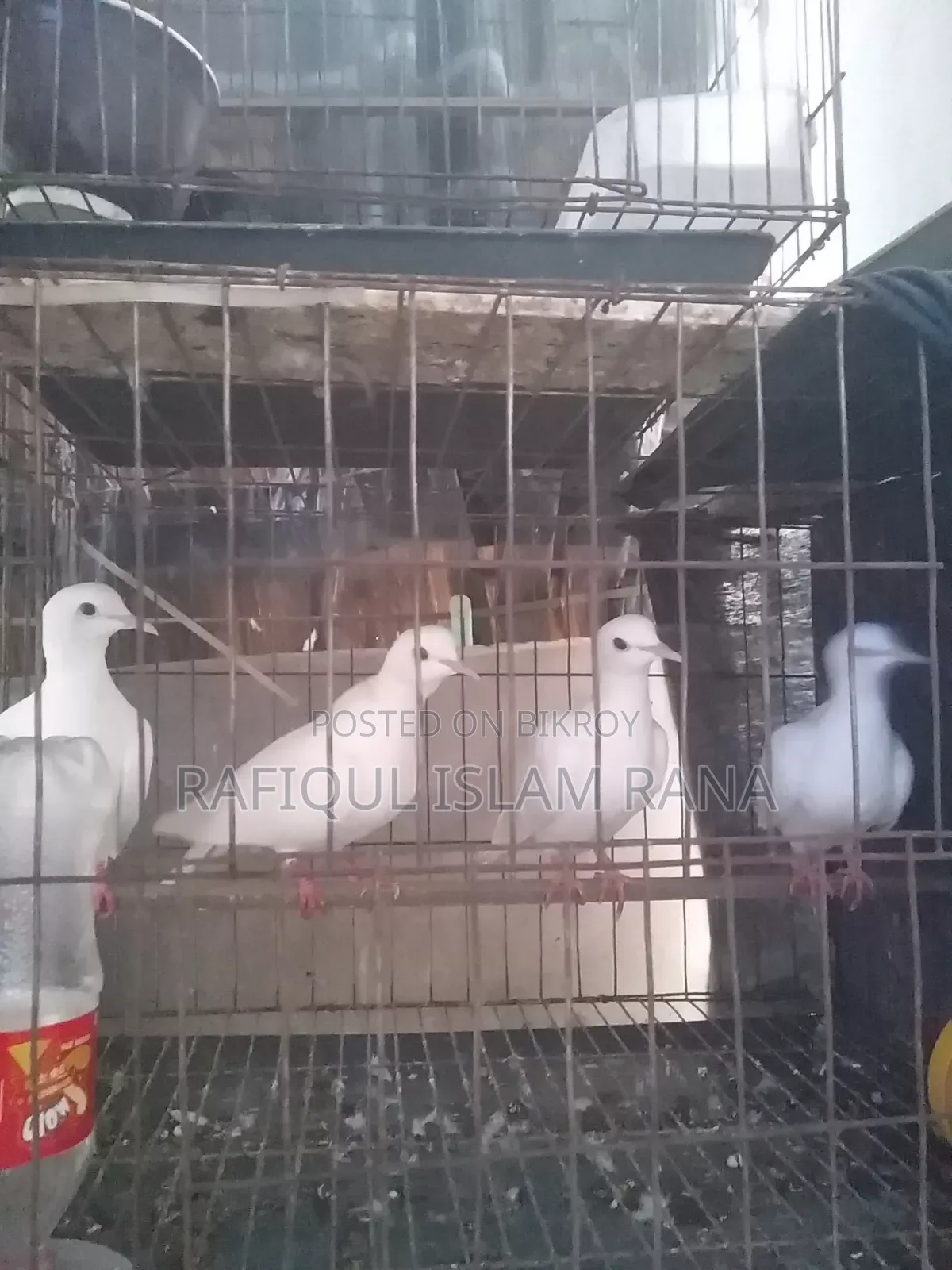 অস্ট্রেলিয়ান ঘুঘু মাস্টার পেয়ার
