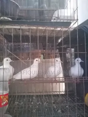 অস্ট্রেলিয়ান ঘুঘু মাস্টার পেয়ার