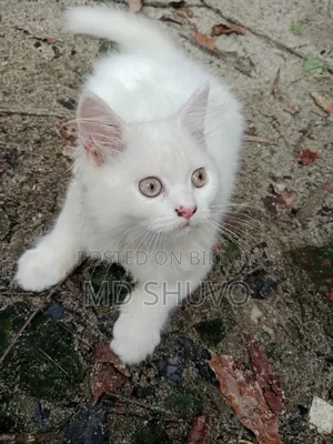 1-3 Months Female Purebred Persian