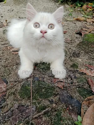 1-3 Months Female Purebred Persian