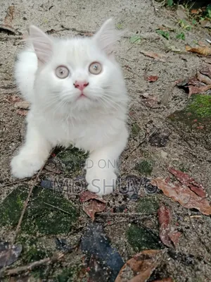 1-3 Months Female Purebred Persian