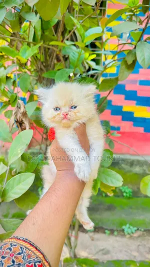 1-3 Months Male Purebred Persian
