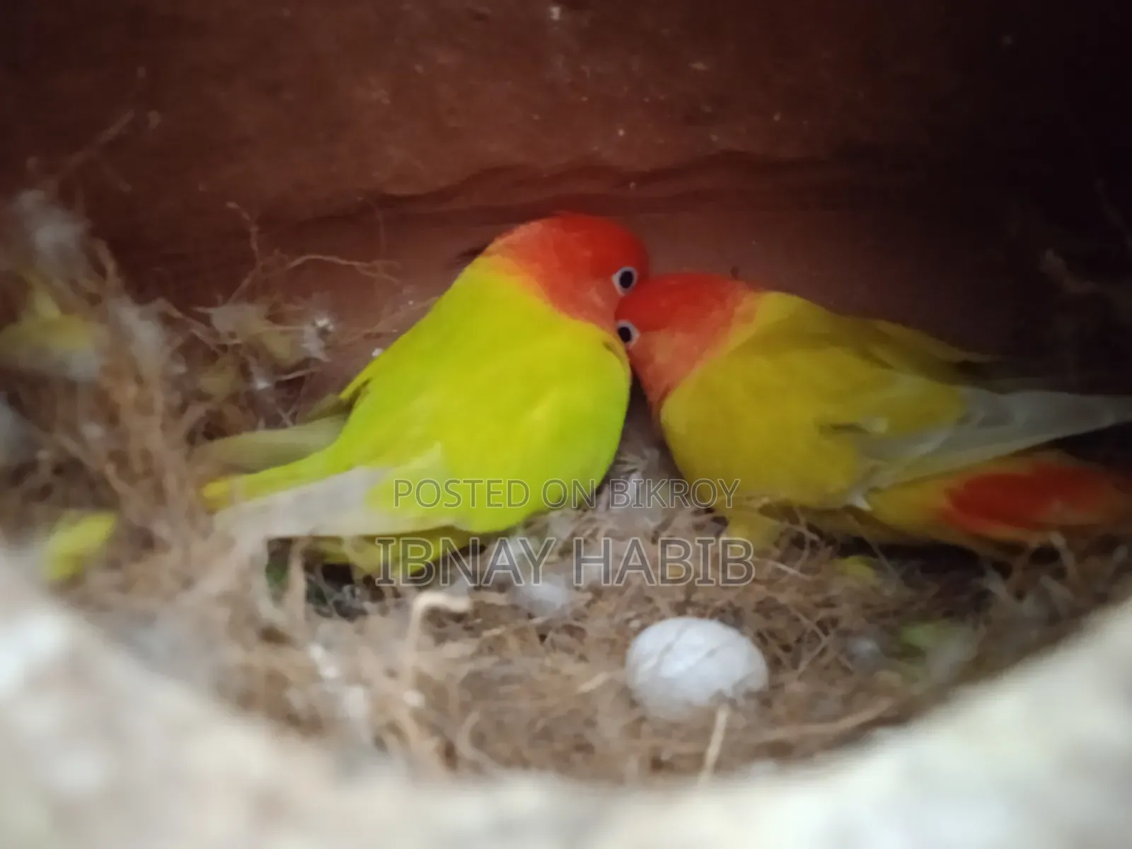 Egg-laying, breeding Lovebirds