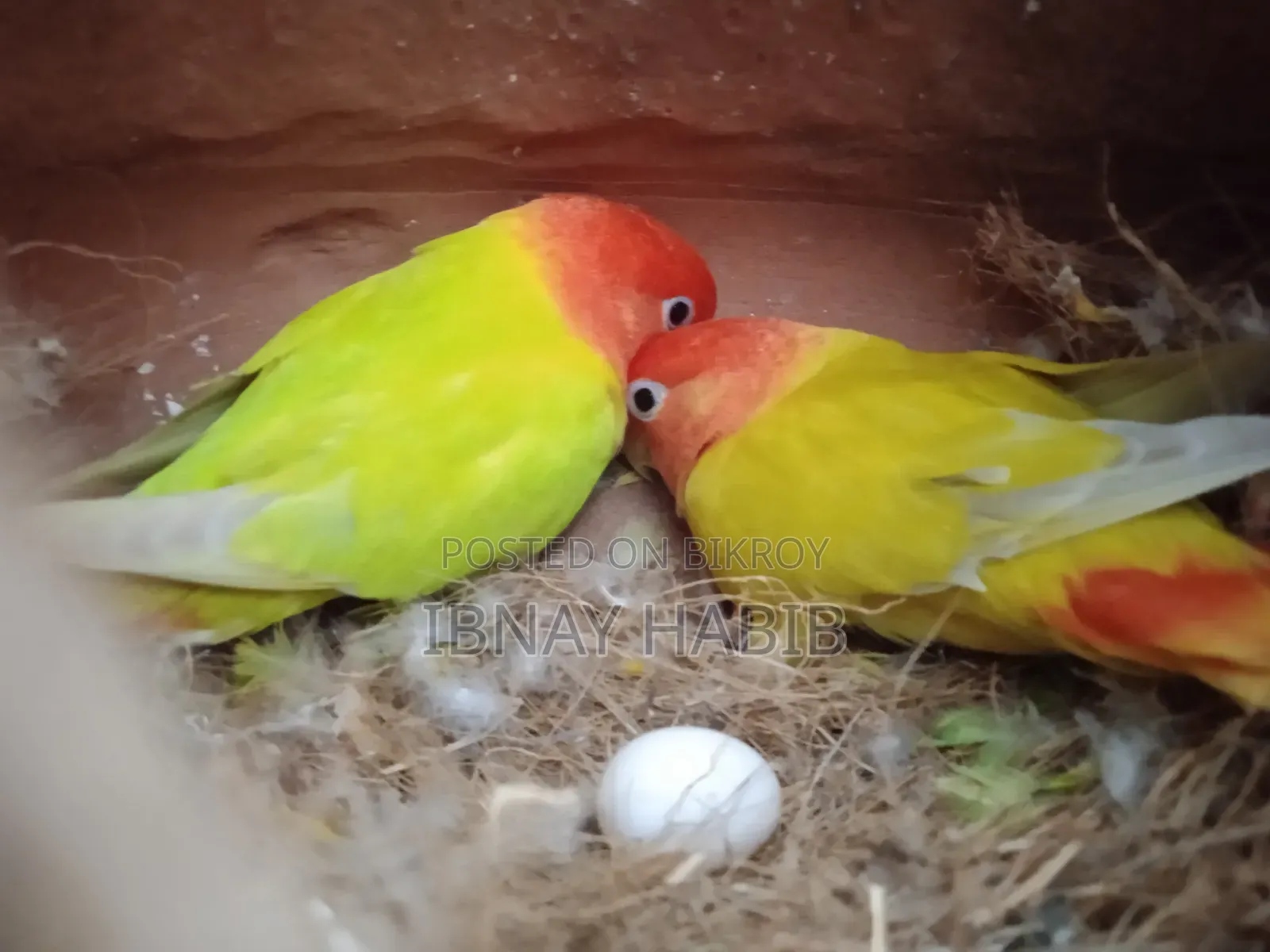 Egg-laying, breeding Lovebirds
