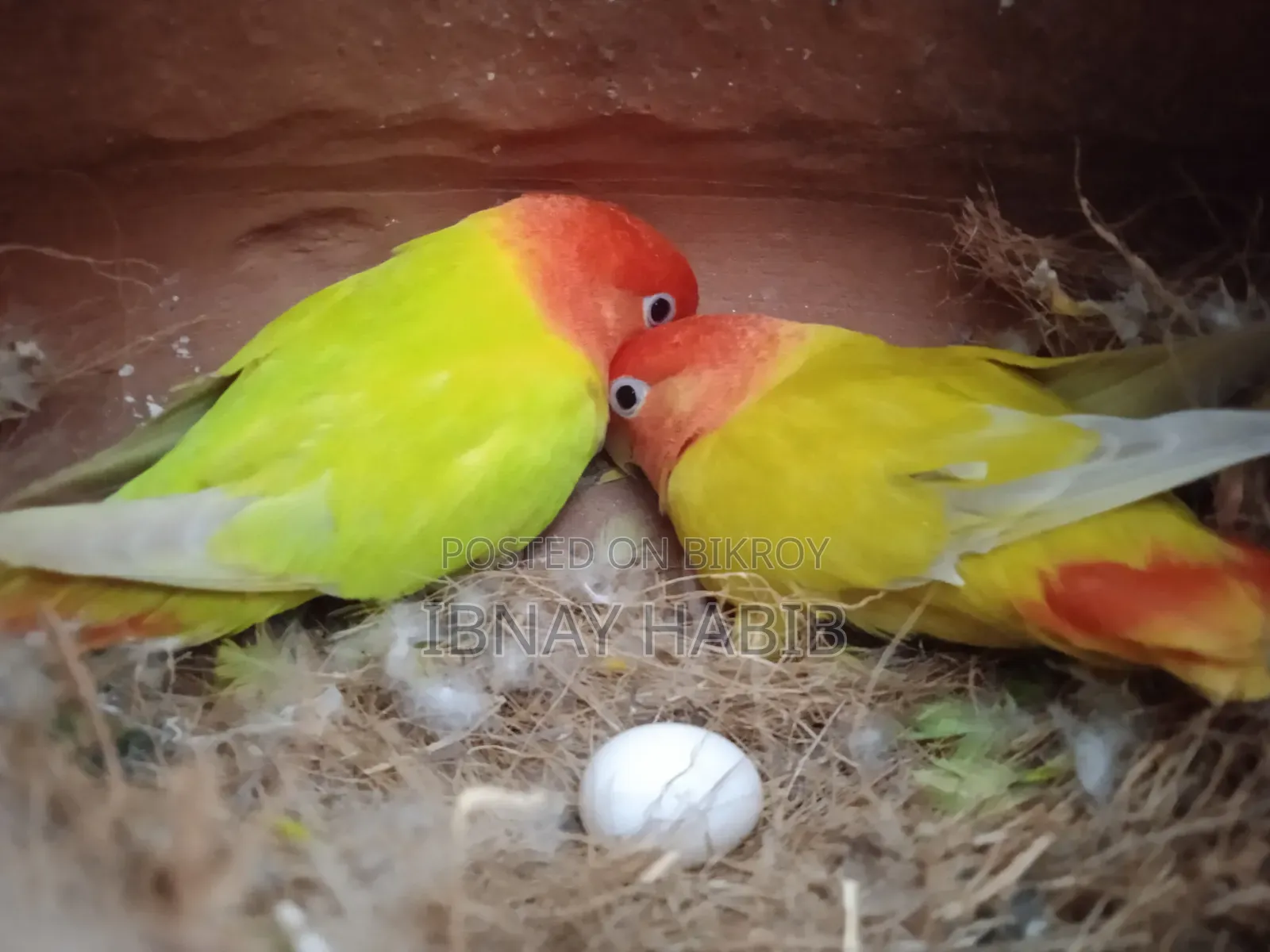 Egg-laying, breeding Lovebirds
