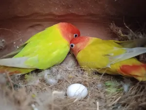 Egg-laying, breeding Lovebirds