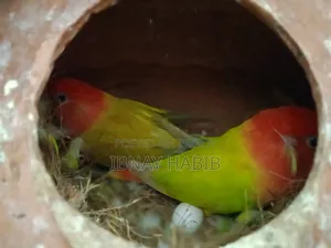 Egg-laying, breeding Lovebirds