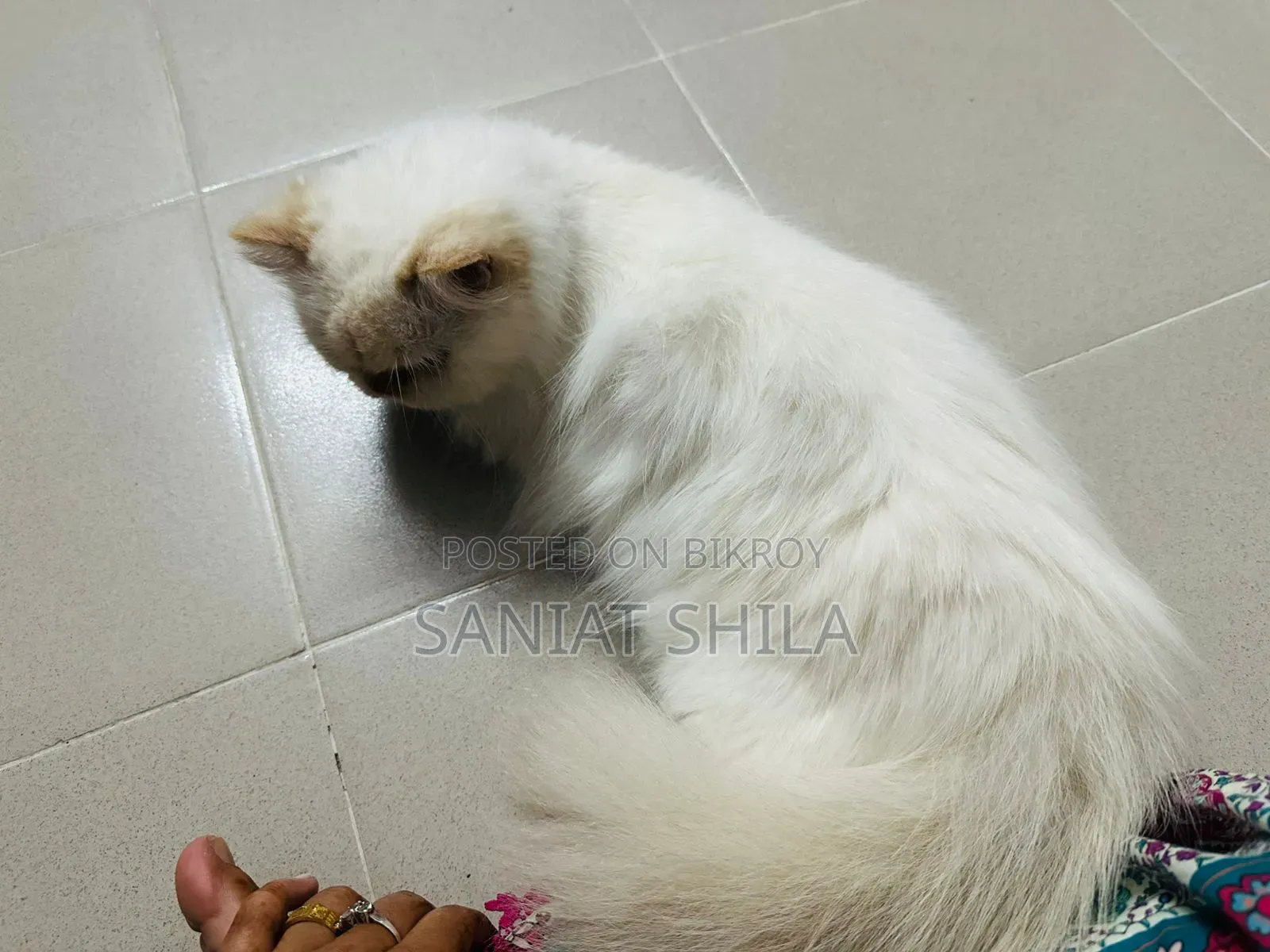 1+ Year Female Purebred Persian