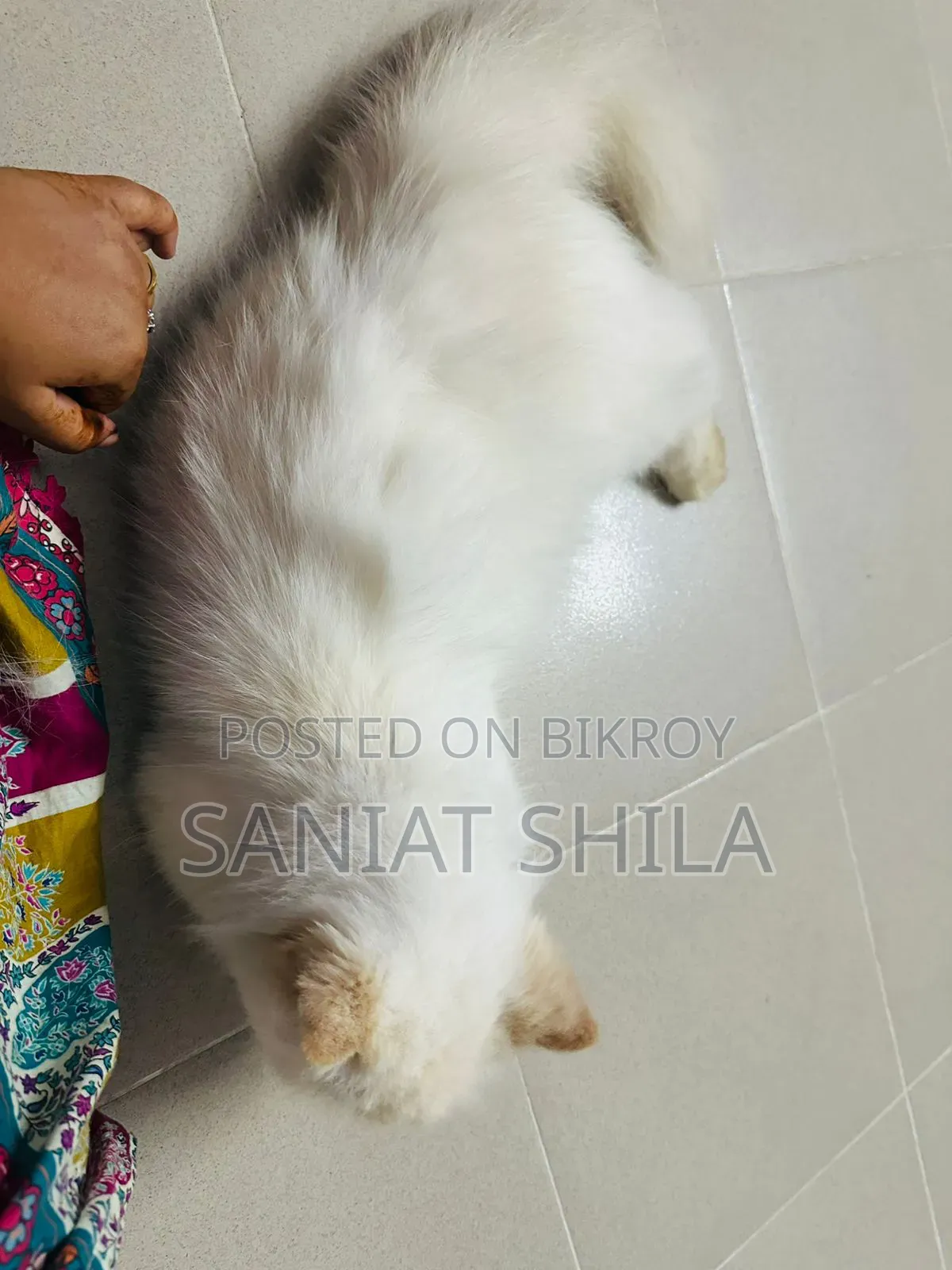 1+ Year Female Purebred Persian
