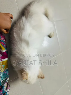 1+ Year Female Purebred Persian