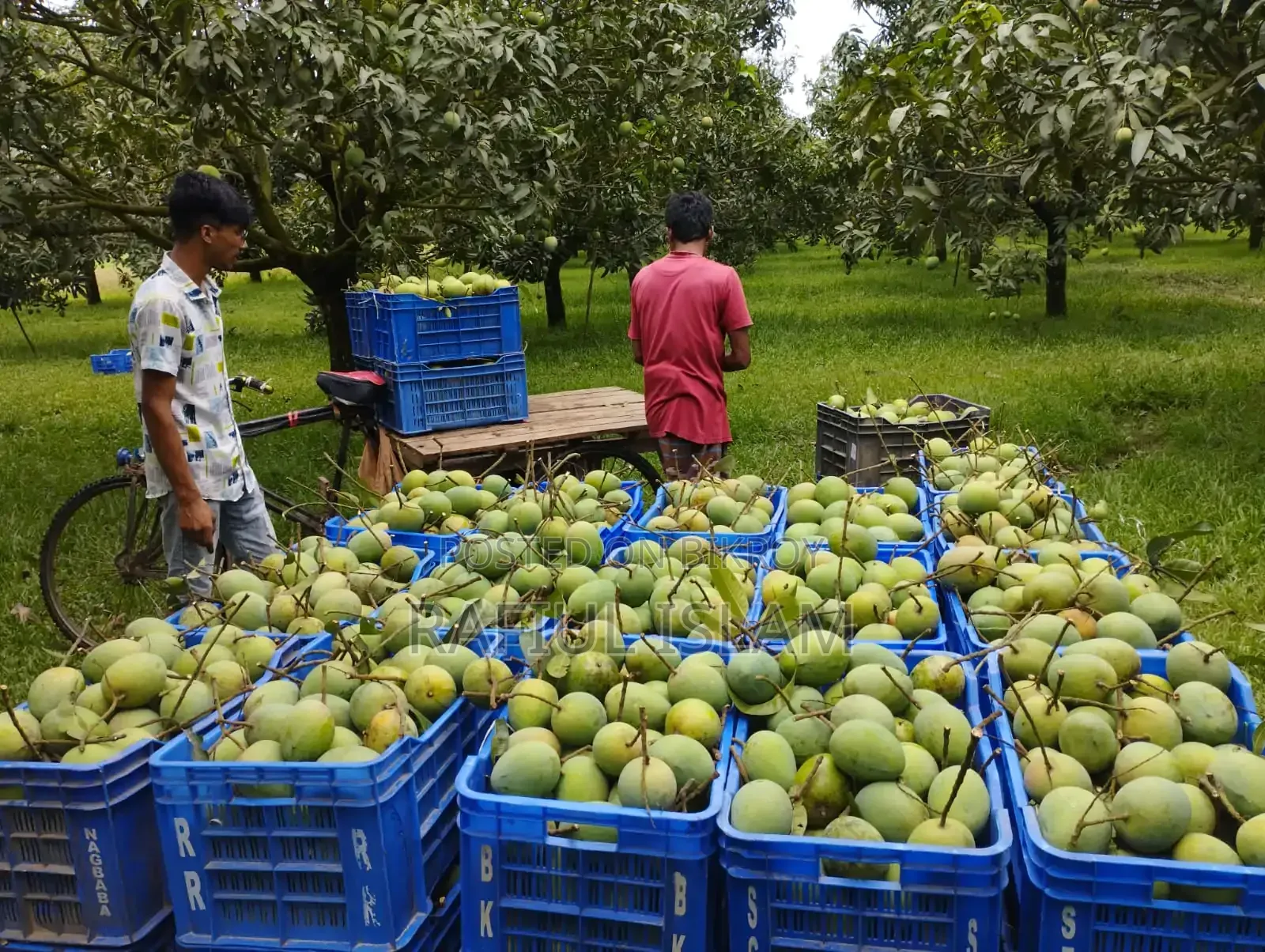 রংপুরের হাড়িভাঙ্গা সারাদেশে বিক্রির জন্য বিজ্ঞপ্ত
