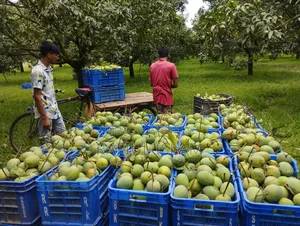 রংপুরের হাড়িভাঙ্গা সারাদেশে বিক্রির জন্য বিজ্ঞপ্ত