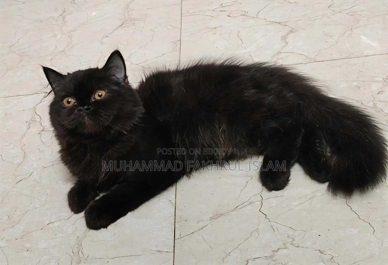 3-6 Months Male Purebred Persian
