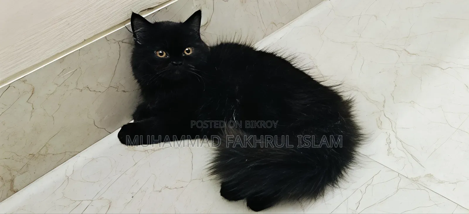 3-6 Months Male Purebred Persian