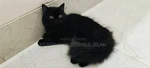3-6 Months Male Purebred Persian
