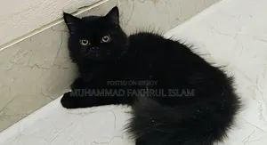 3-6 Months Male Purebred Persian