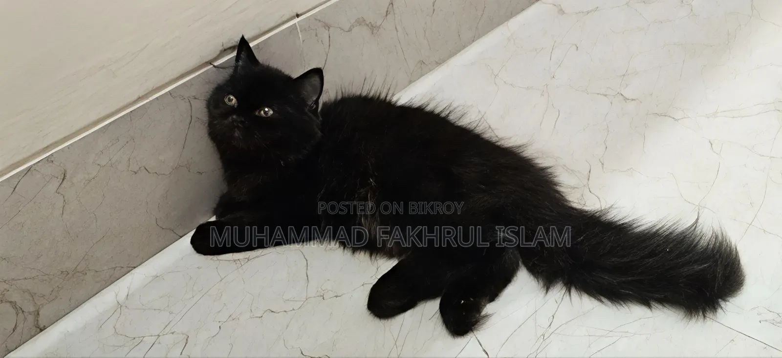 3-6 Months Male Purebred Persian