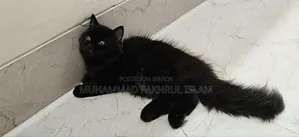 3-6 Months Male Purebred Persian