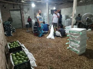 Notice for sale of Rangpur Haribhanga mangoes nationwide