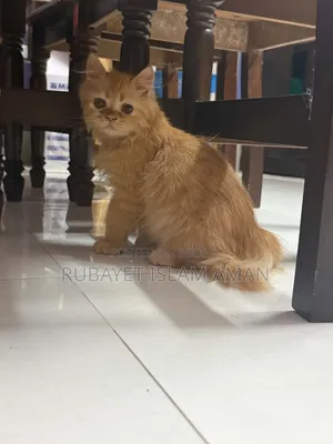 3-6 Months Female Purebred Persian