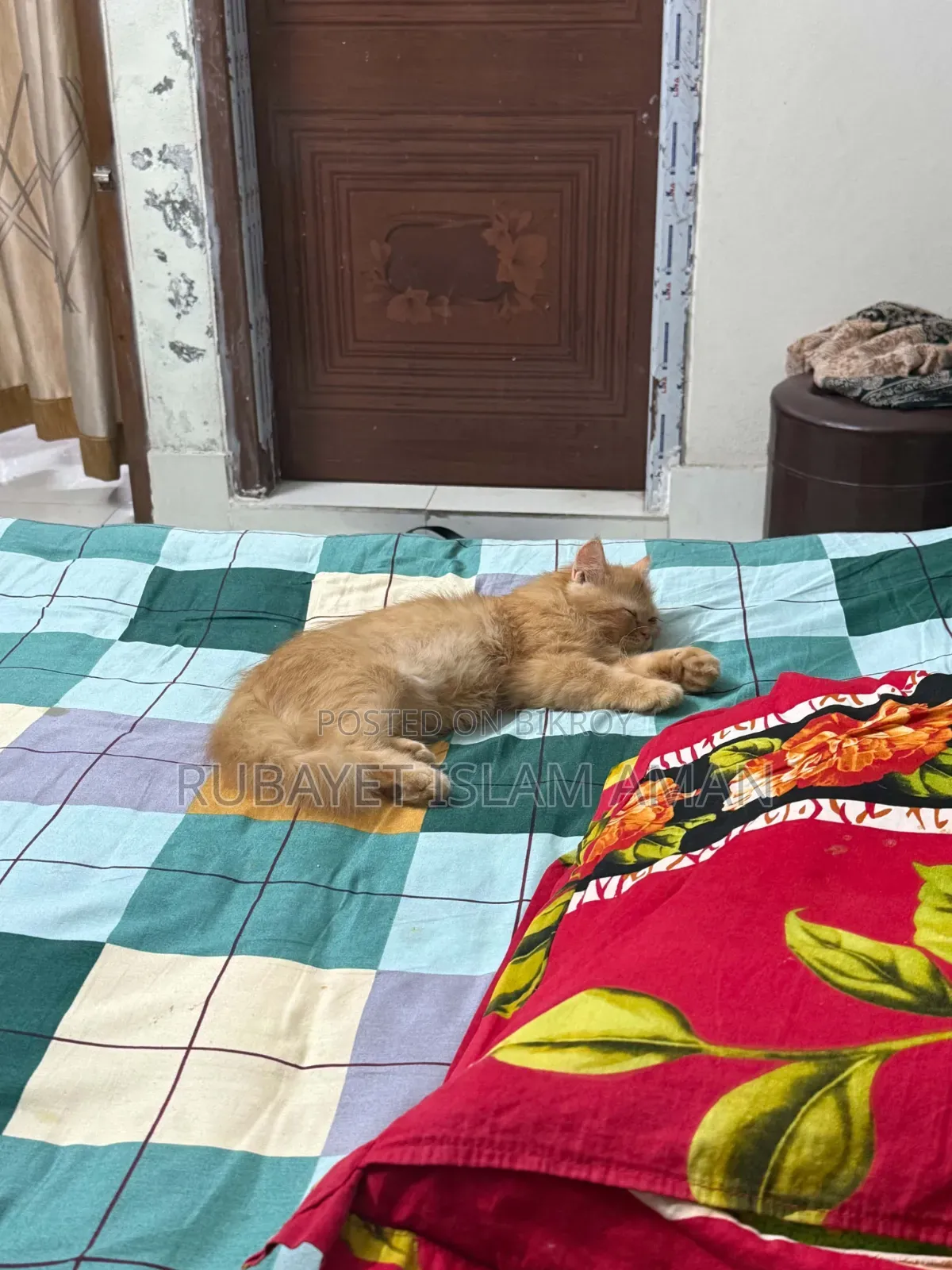 3-6 Months Female Purebred Persian