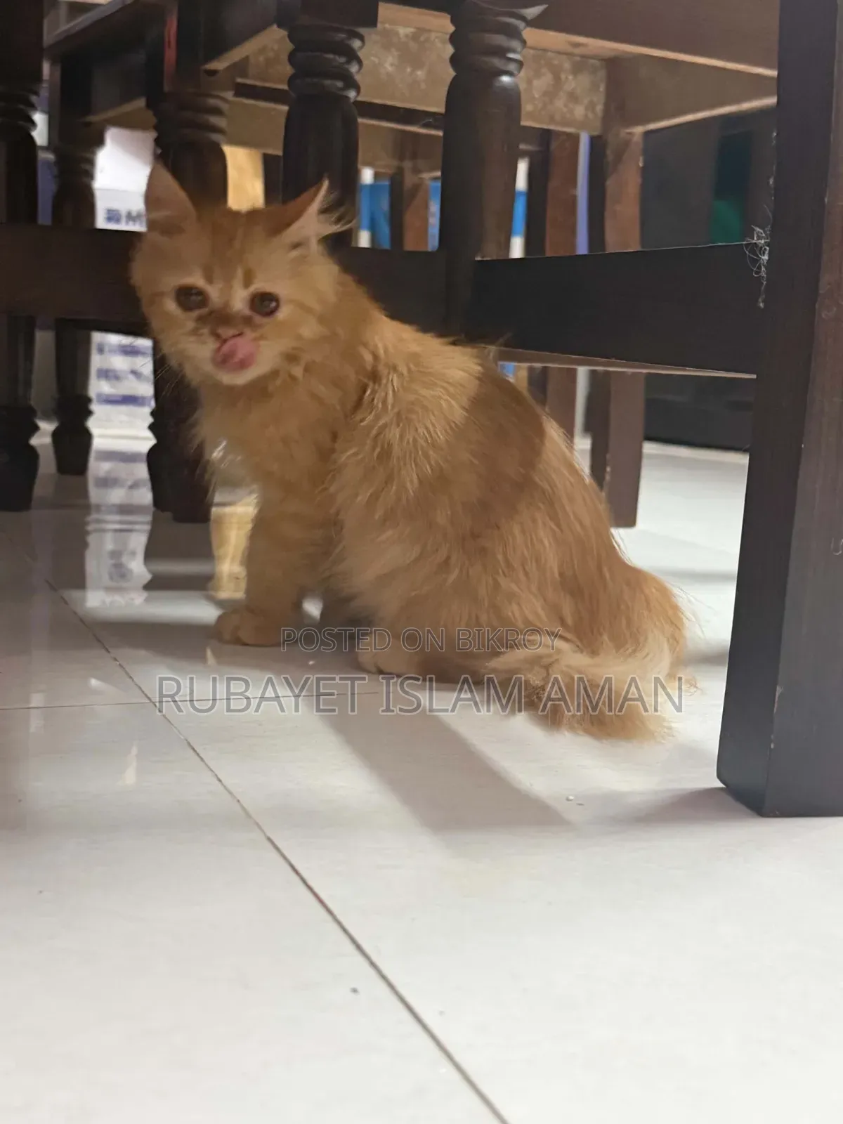 3-6 Months Female Purebred Persian