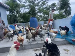 ফাওমি মোরগ বিক্রি করা হবে