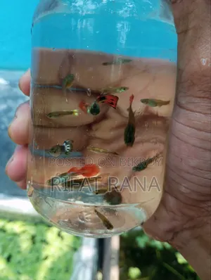উচ্চ মানের মিক্স গাপ্পি