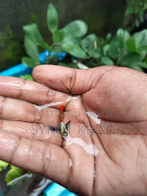 Red Tail Platinum Guppy 220 BDT