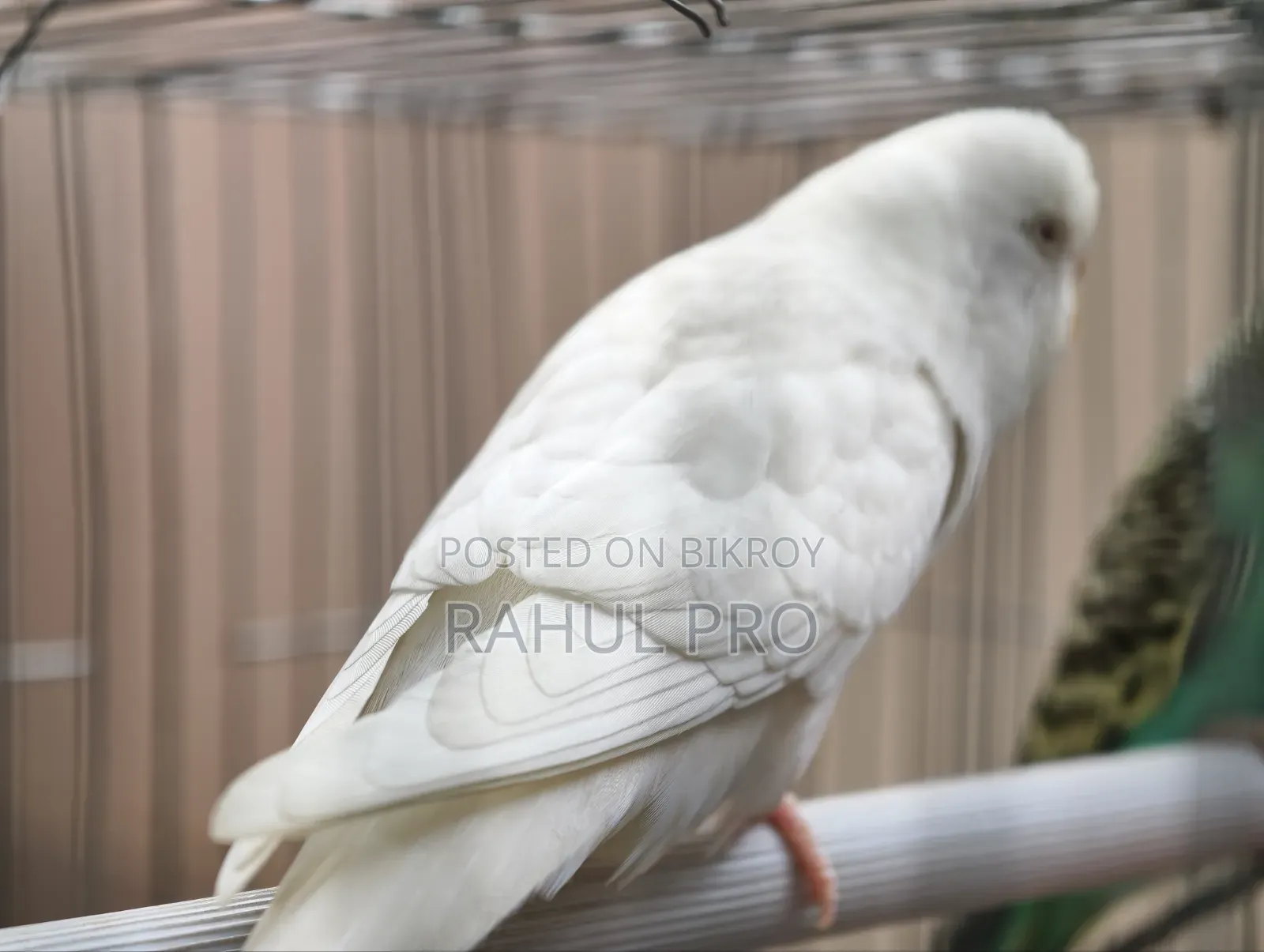 Love Birds