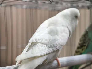 Love Birds