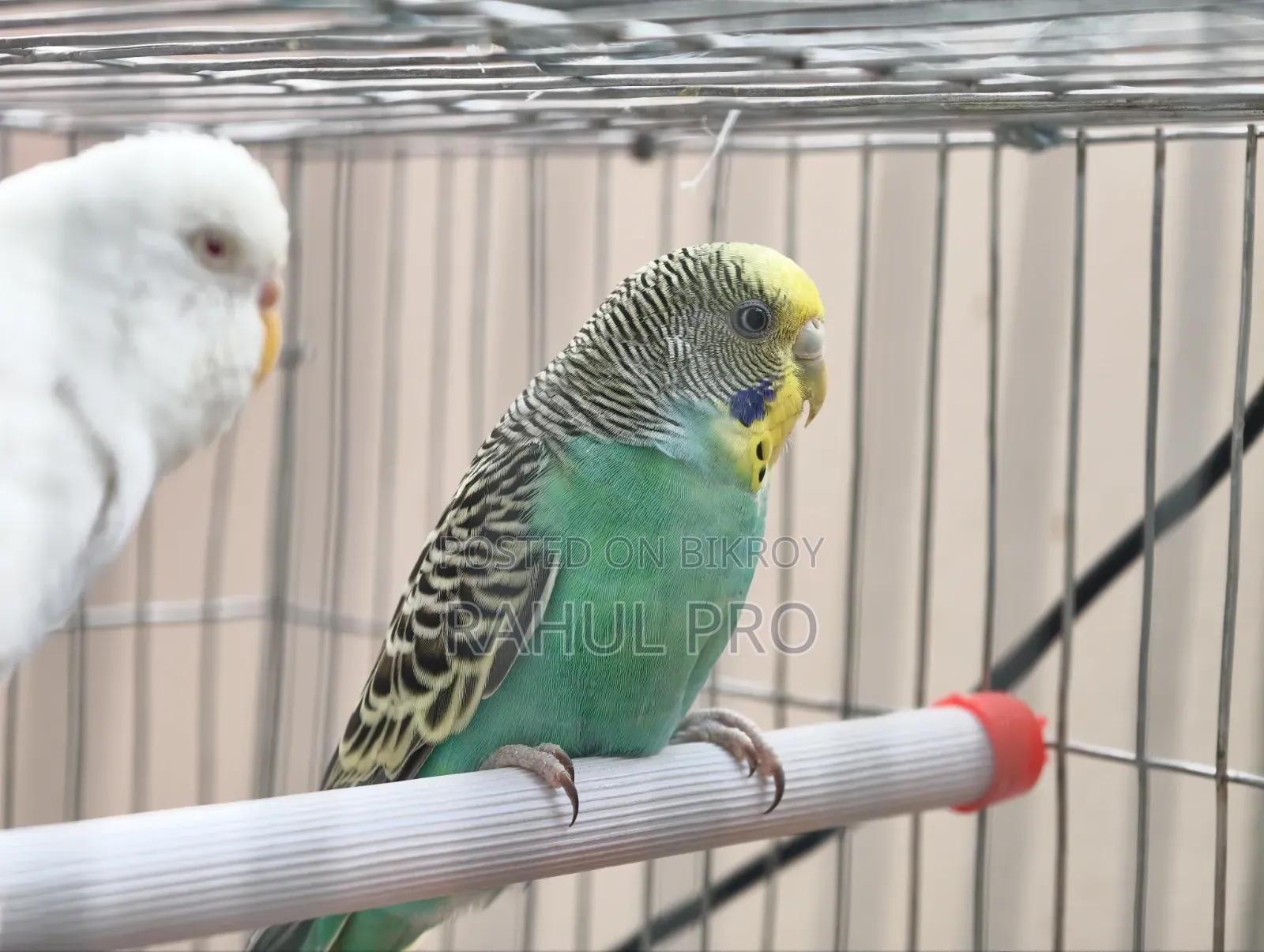 Love Birds