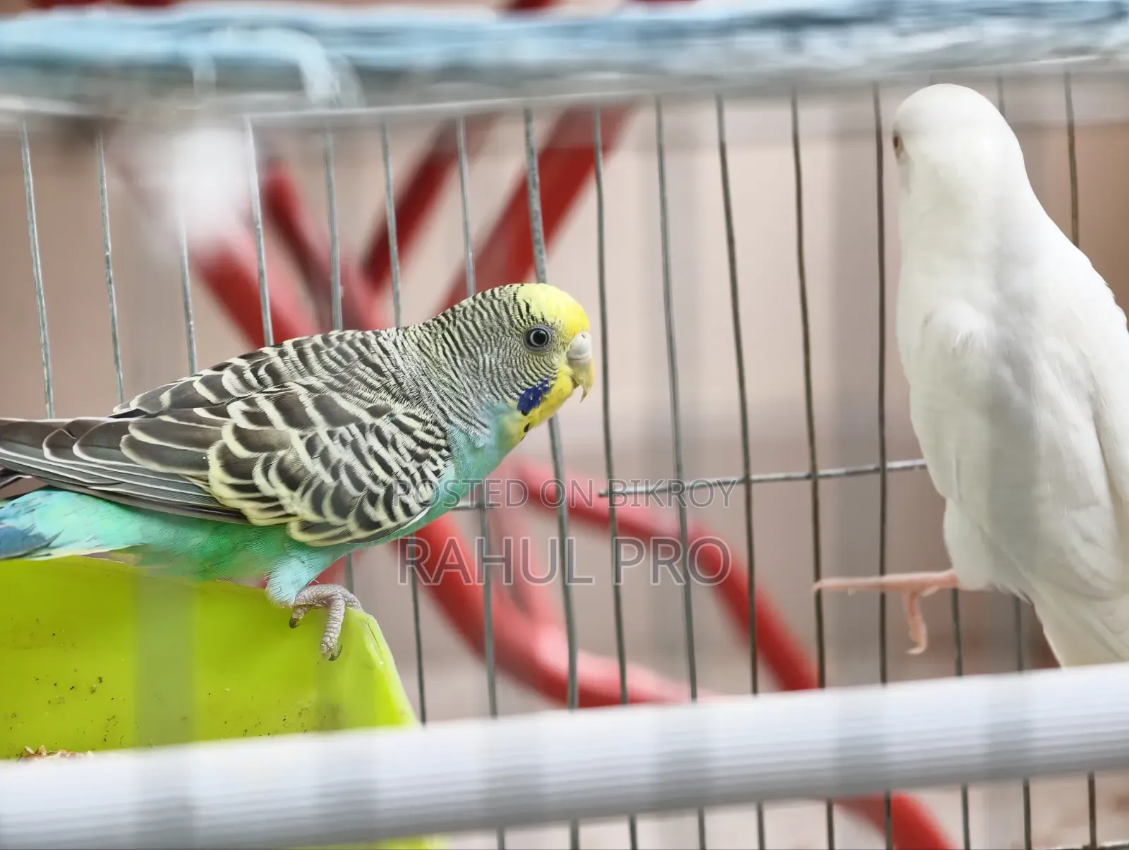 Love Birds