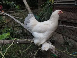 লাইট ব্রাহামা