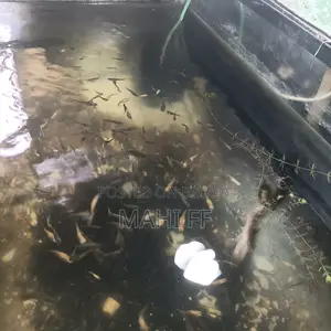 Guppy Fish