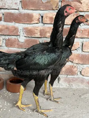 আসিল মোরগ মুরগি একজোড়া