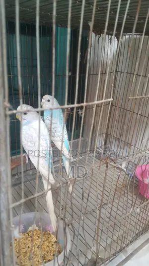 বাজরিগার রানিং পেয়ার ডিম বাচ্চা করানো।