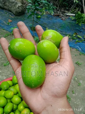 Local Kagji Lemon. Organic Lemon