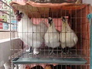 সিল্কি মুরগি