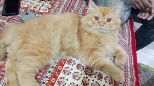 3-6 Months Male Purebred Persian Cat