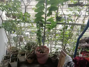 Plants Many Many Plants