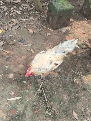 ৬টি ফাওমি মুরগি ব্রিক্রি করা হবে